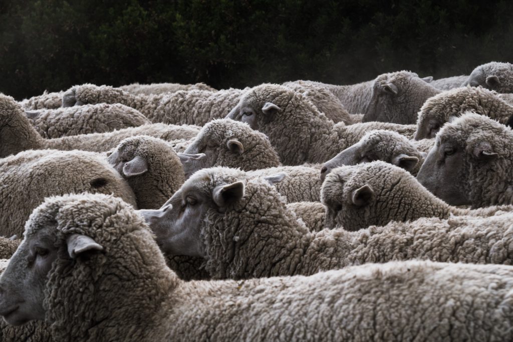 Bonnets en laine éthique