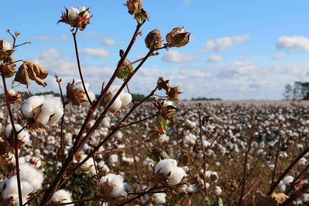 Benefits of organic cotton