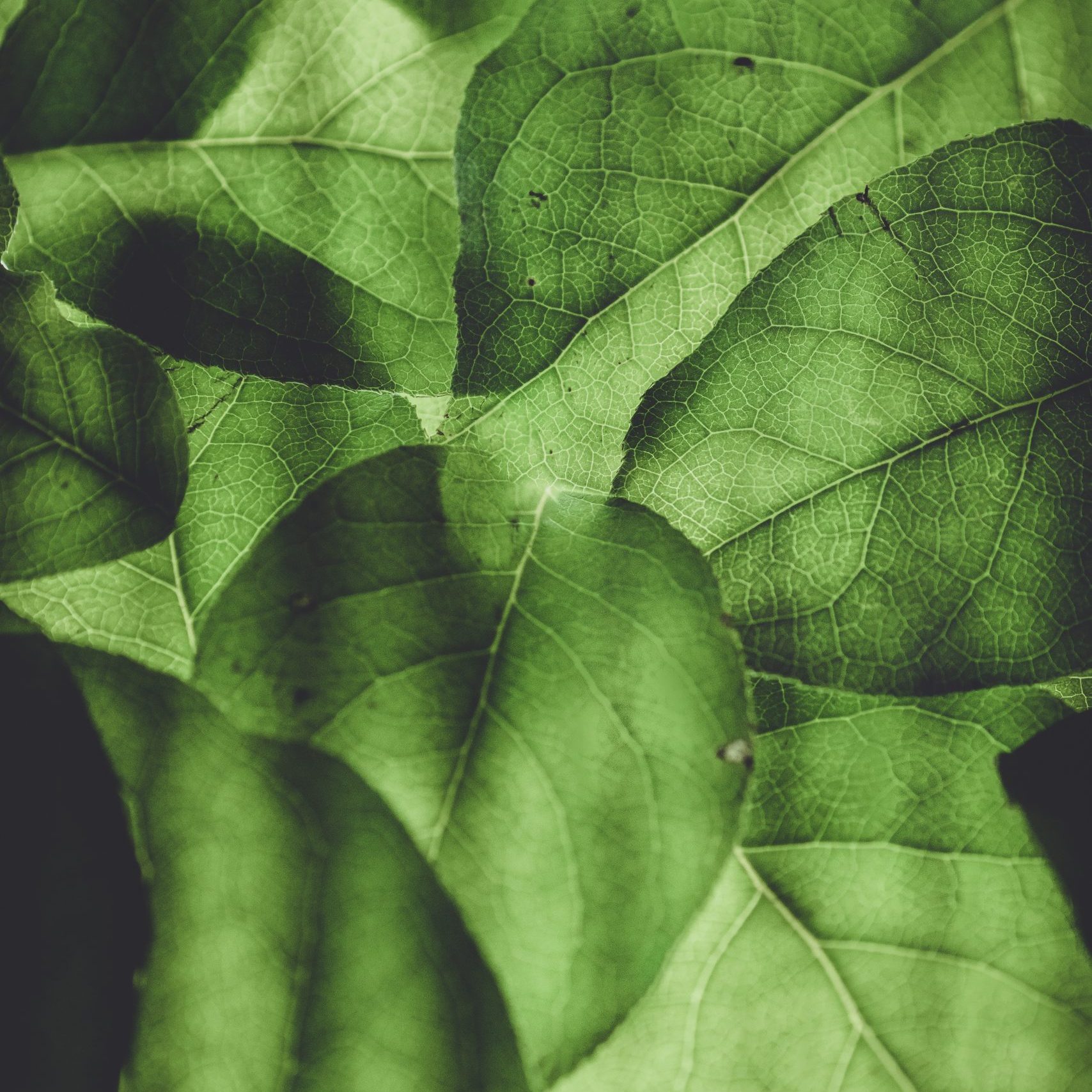 annie-spratt-FZP3XVFSz0M-unsplash annie-spratt-FZP3XVFSz0M-unsplash